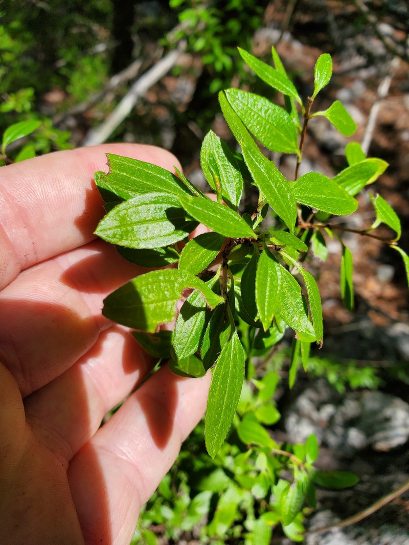 Canyon Mock Orange photo 7