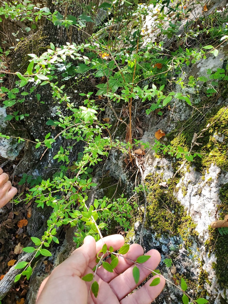Canyon Mock Orange photo 8