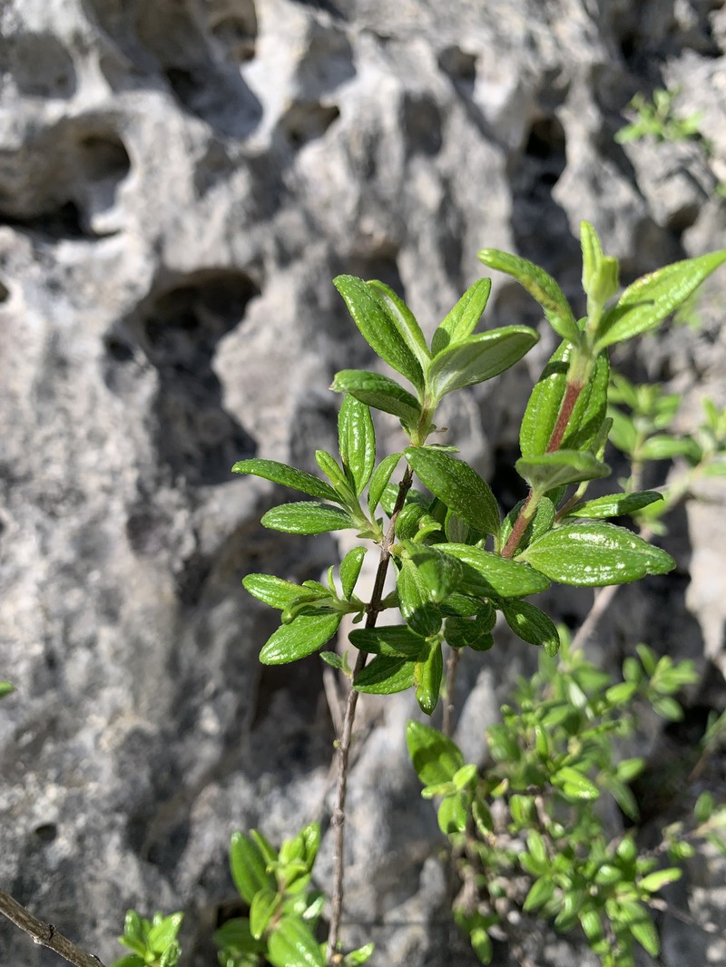 Philadelphus texensis var. texensis