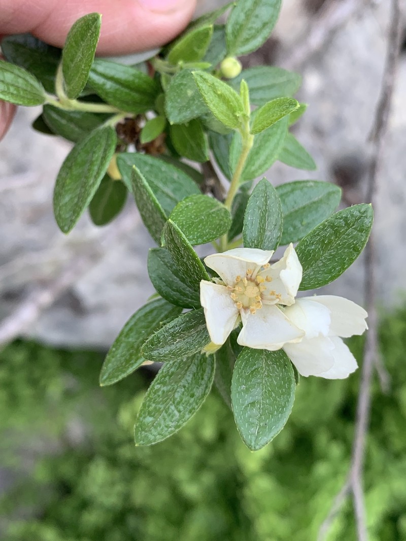 Philadelphus texensis var. texensis photo 2