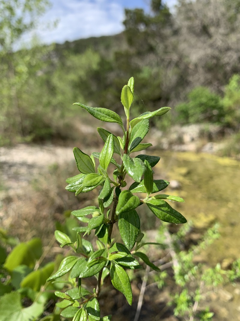 Philadelphus texensis var. texensis photo 3