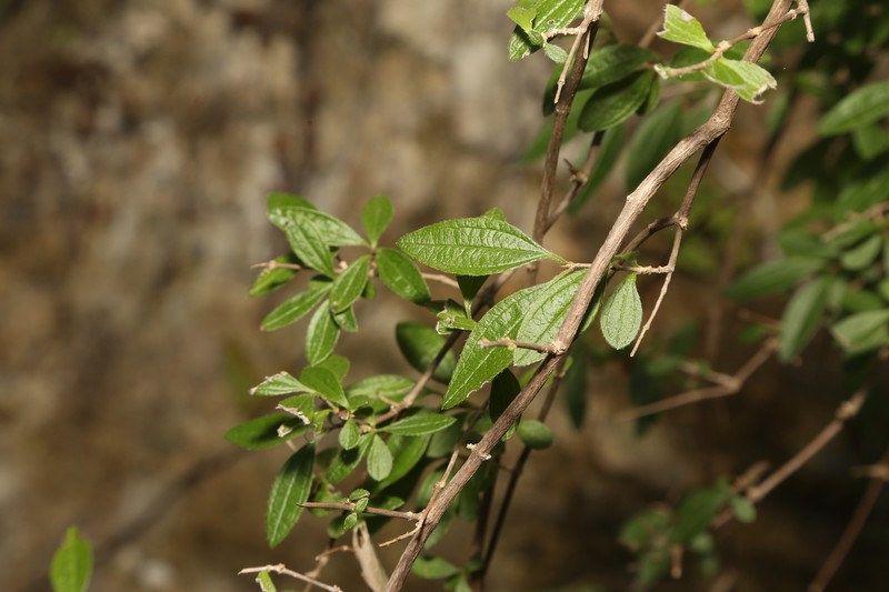 Philadelphus texensis var. texensis photo 4