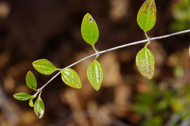 Philadelphus texensis var. texensis photo 5
