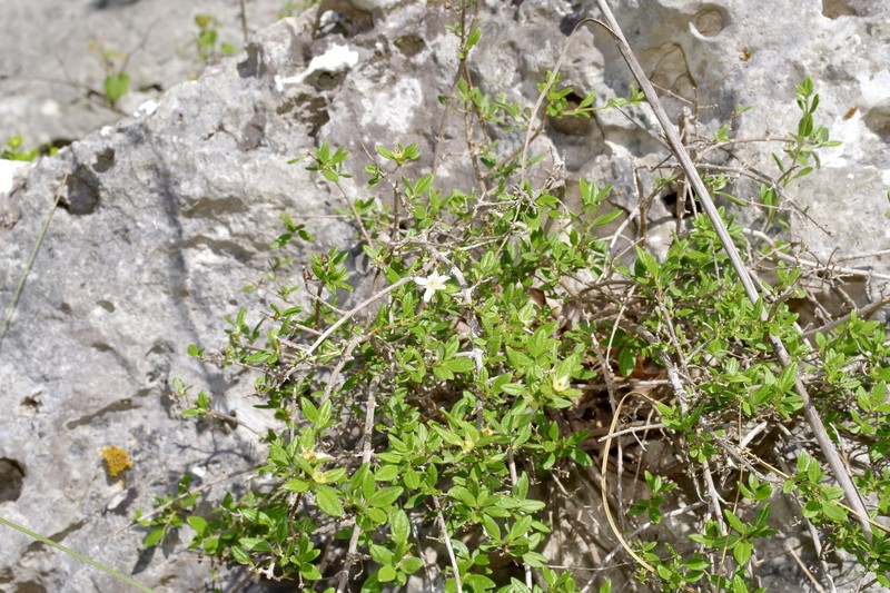 Philadelphus texensis var. texensis photo 6