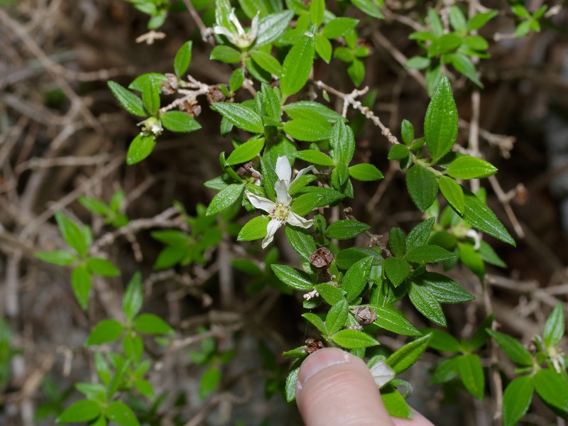 Philadelphus texensis var. texensis photo 7