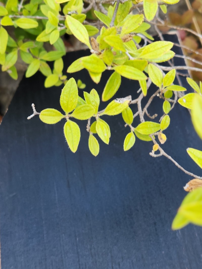 Philadelphus texensis var. texensis photo 8