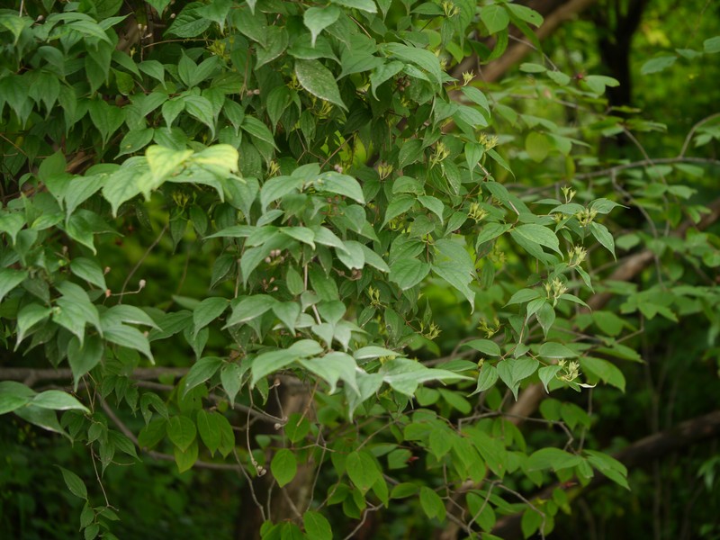 Fuzzy Mock Orange photo 4