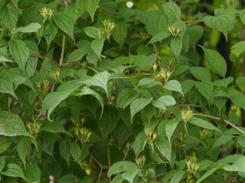 Fuzzy Mock Orange photo 5