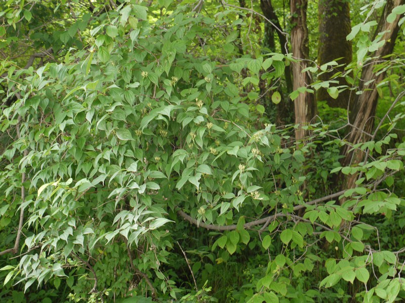 Fuzzy Mock Orange photo 2