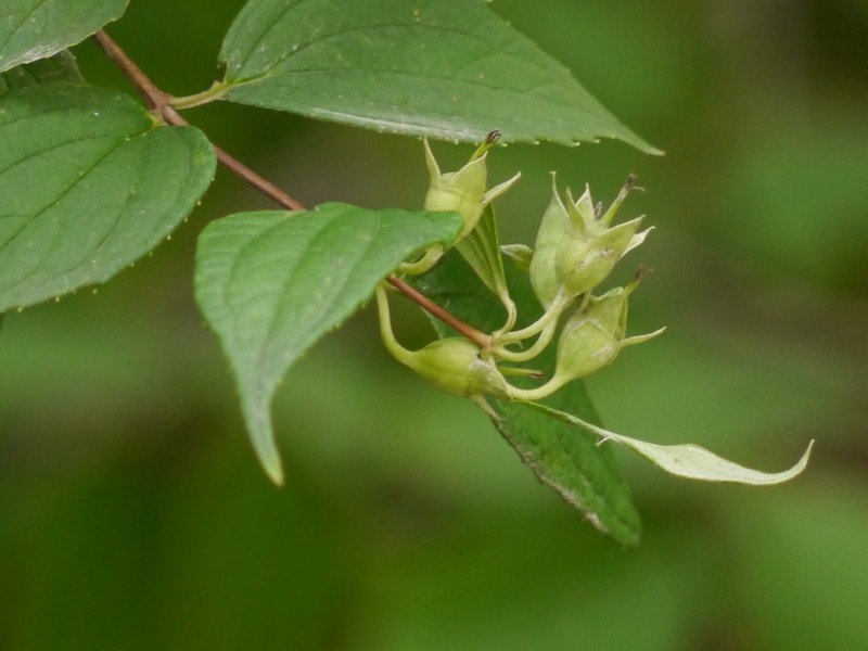 Fuzzy Mock Orange photo 3