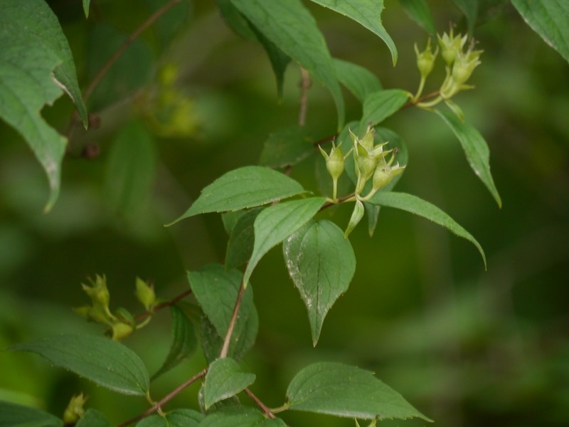Fuzzy Mock Orange