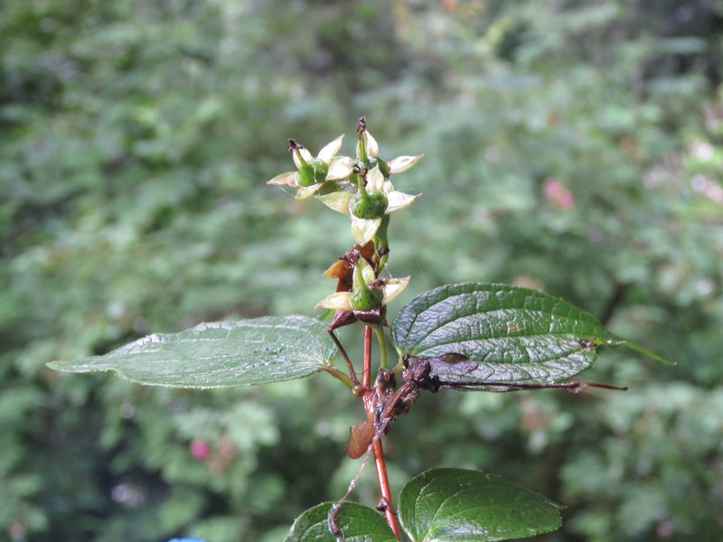 Fuzzy Mock Orange photo 6