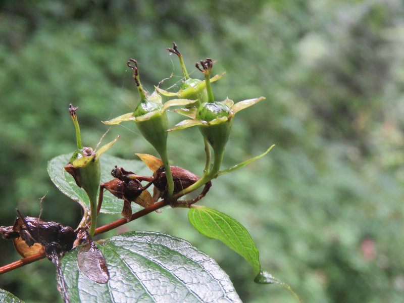 Fuzzy Mock Orange photo 7