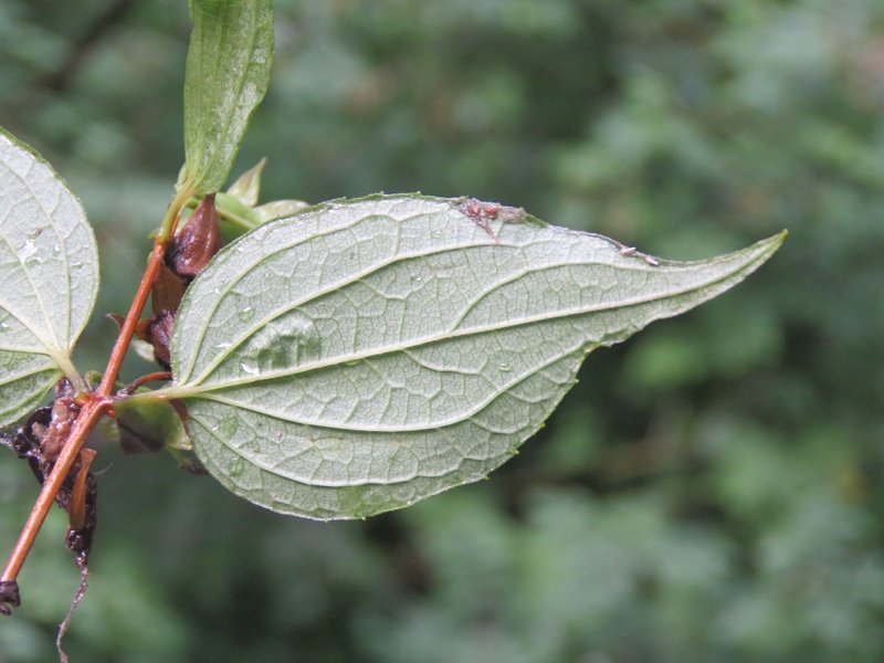 Fuzzy Mock Orange photo 8