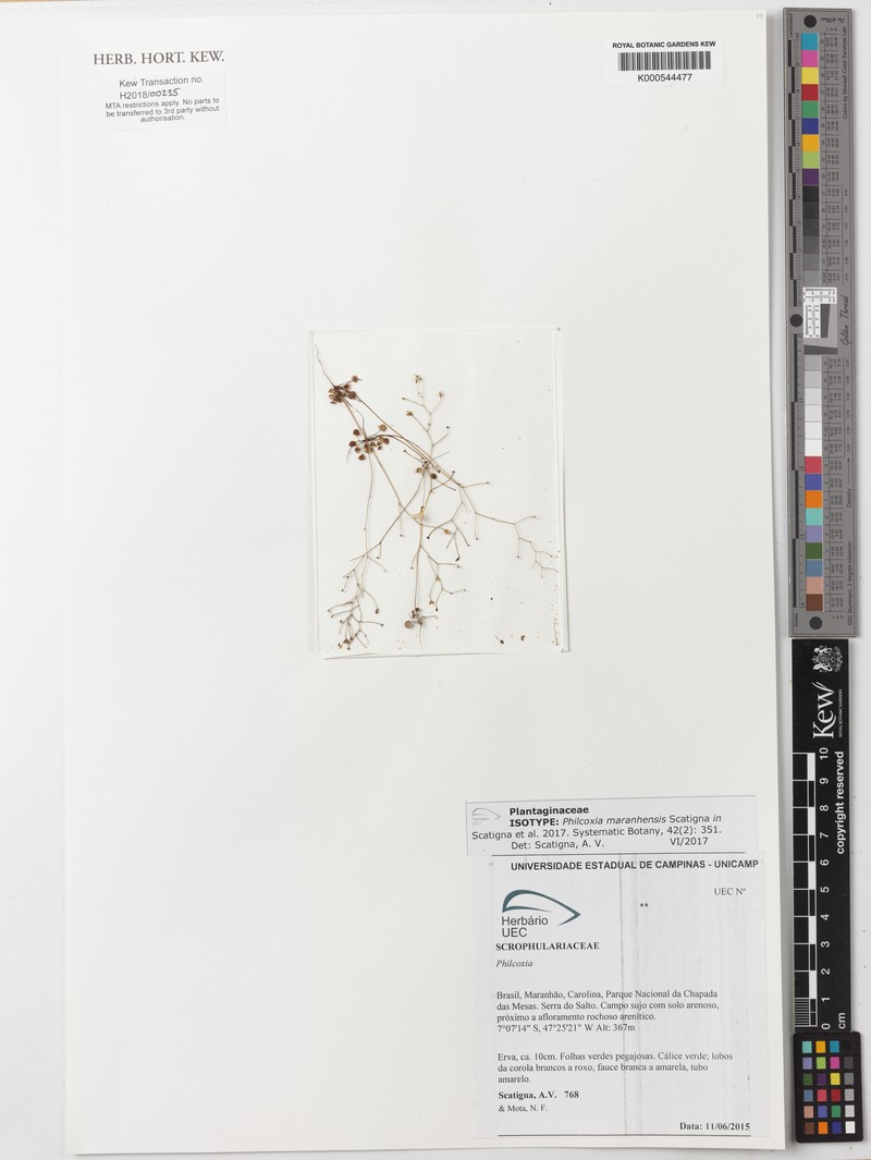 Philcoxia maranhensis