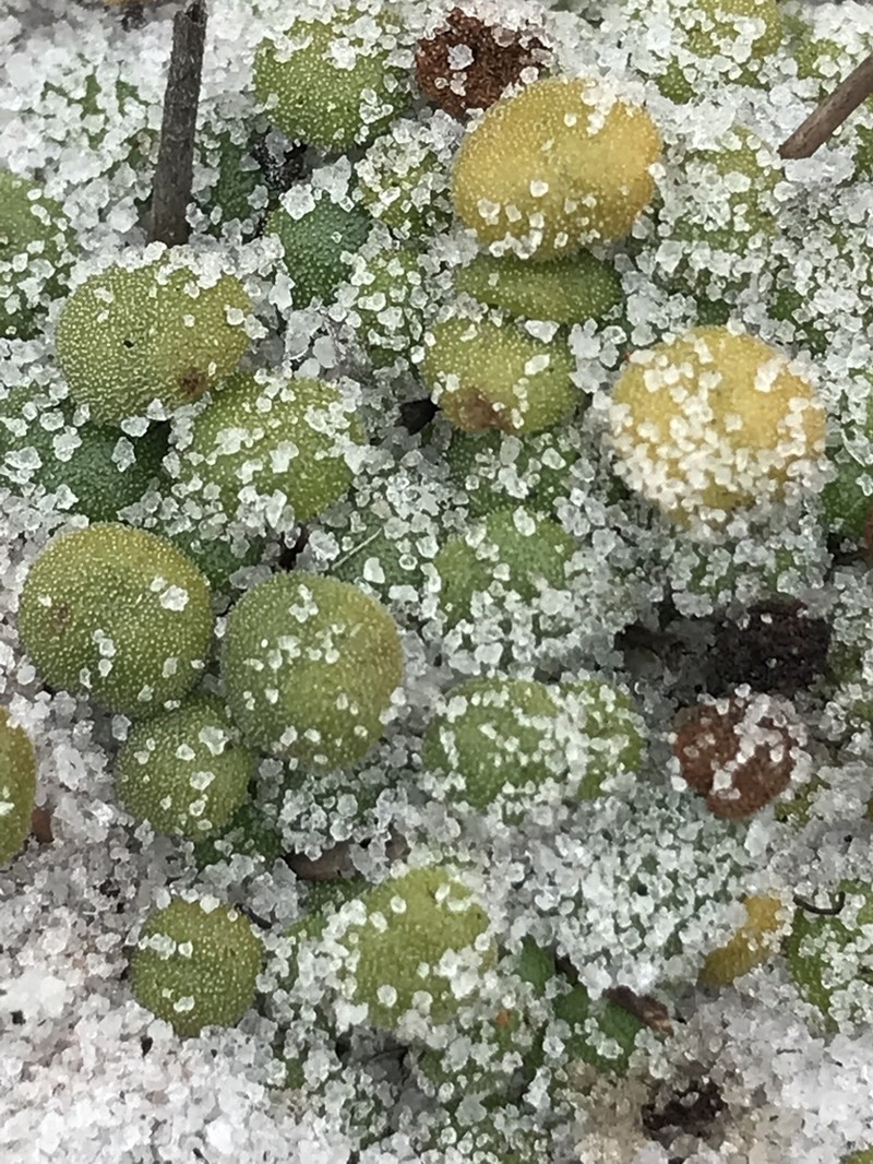 Philcoxia rhizomatosa
