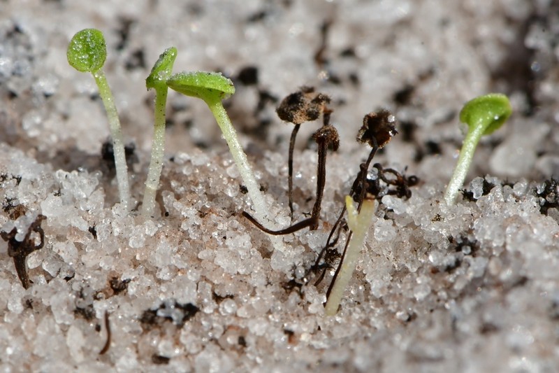Philcoxia rhizomatosa photo 3