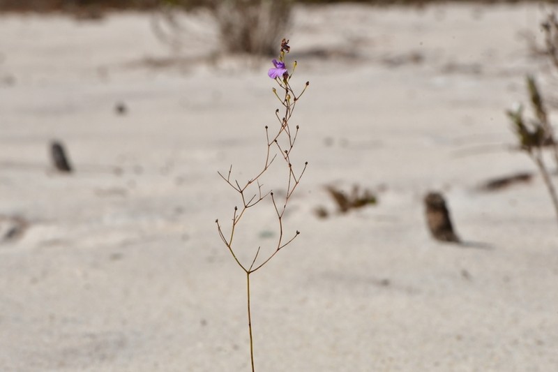 Philcoxia rhizomatosa photo 4