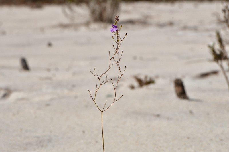 Philcoxia rhizomatosa photo 6