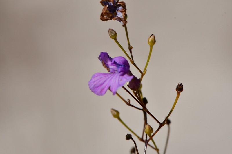 Philcoxia rhizomatosa photo 7