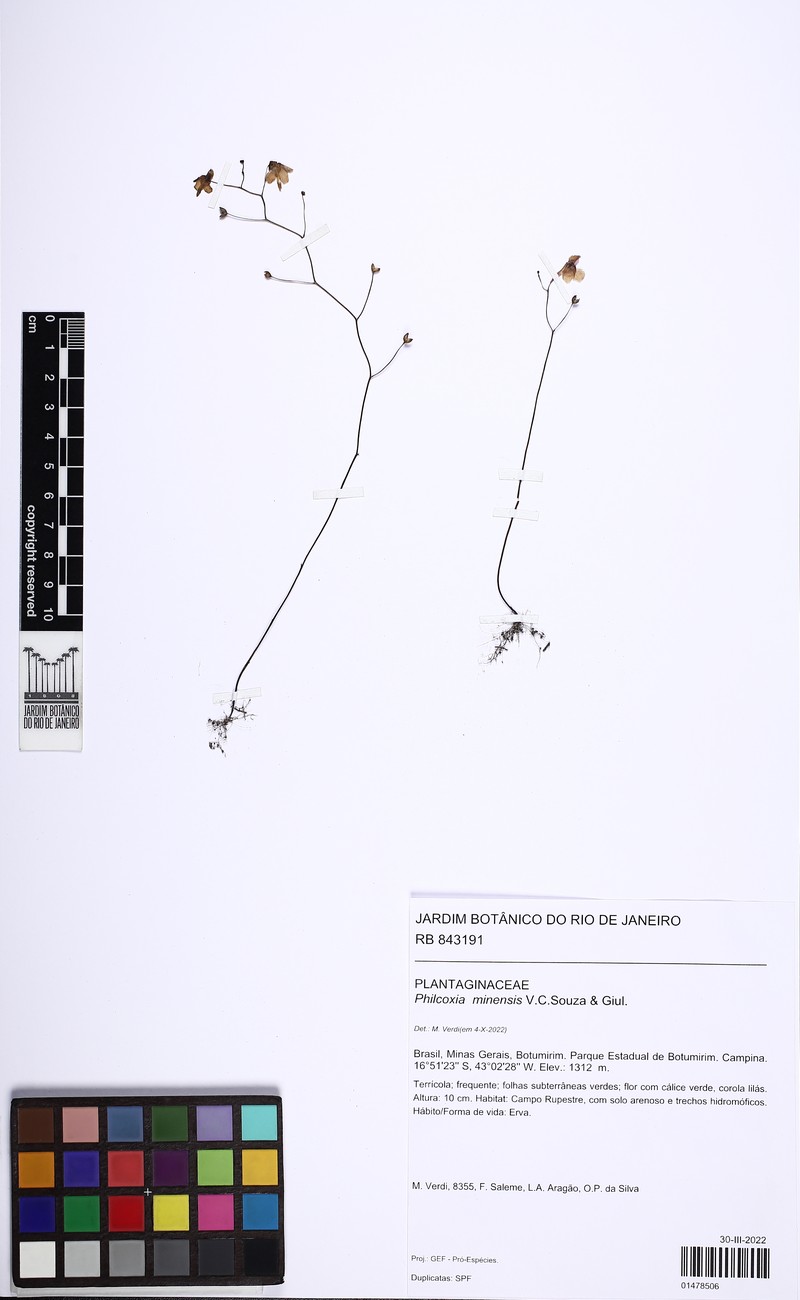 Philcoxia rhizomatosa photo 8