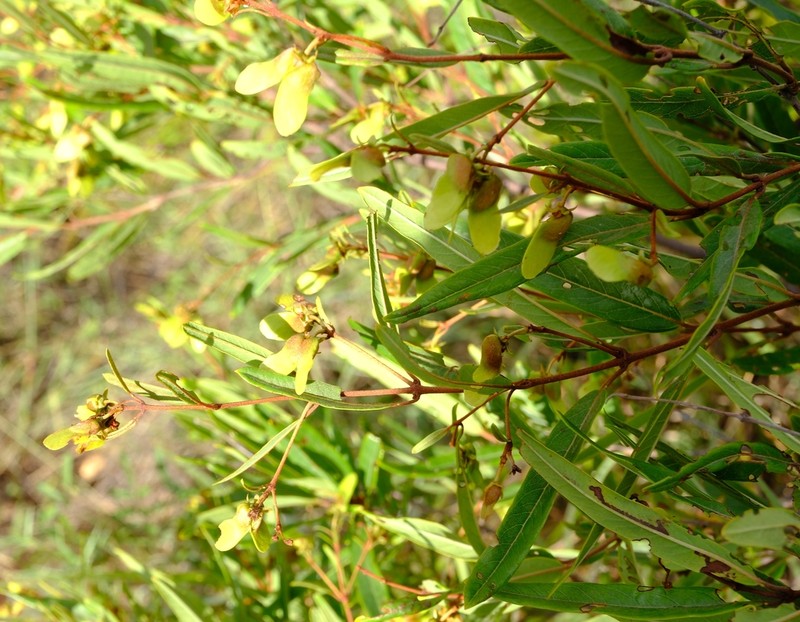Philgamia andersonii