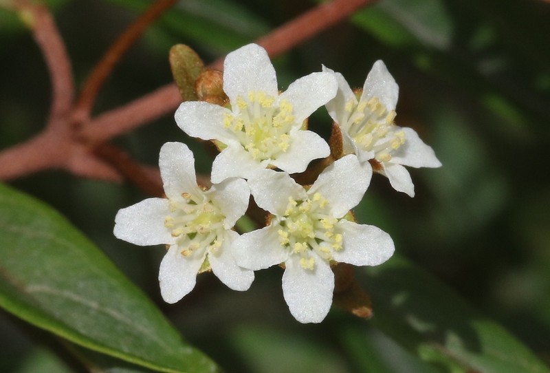 Philgamia andersonii photo 2