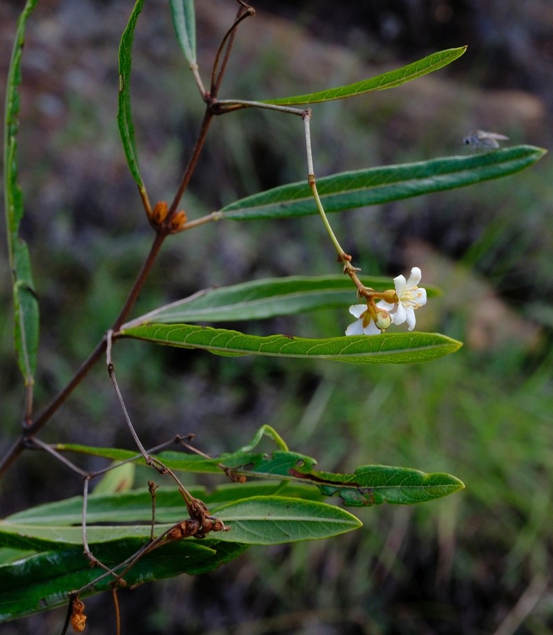 Philgamia andersonii photo 3
