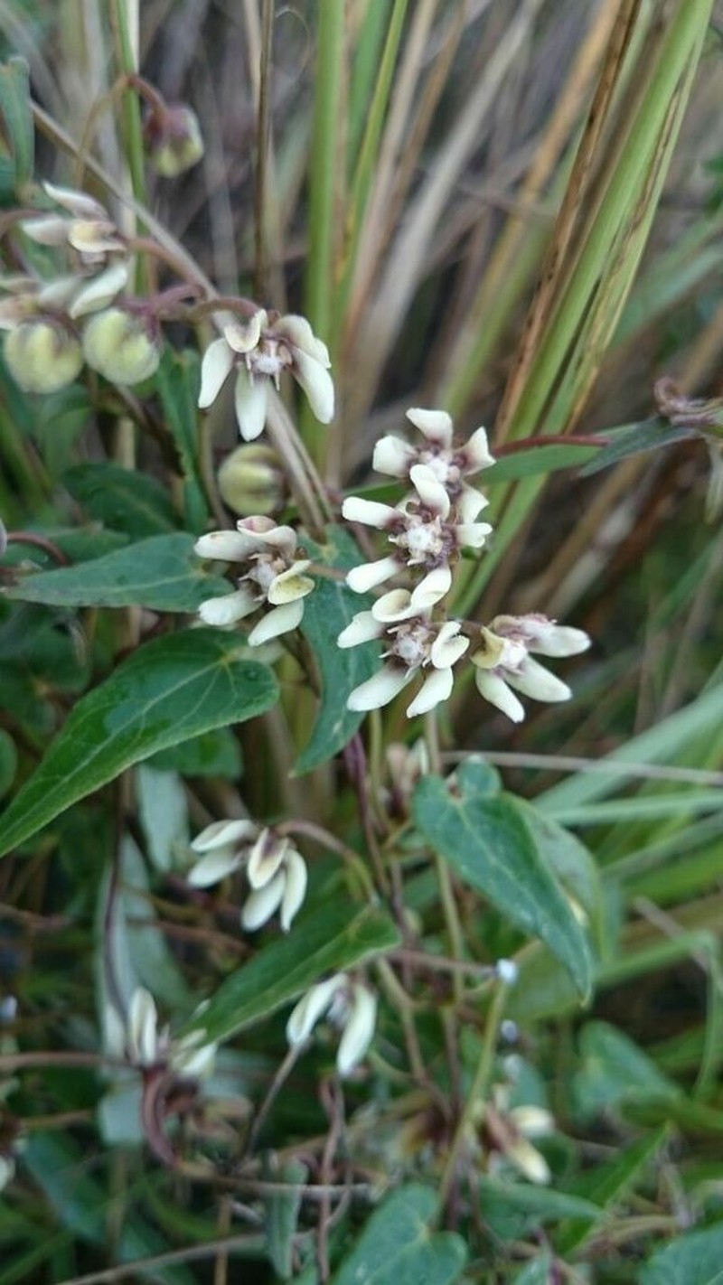 Philibertia navarroana