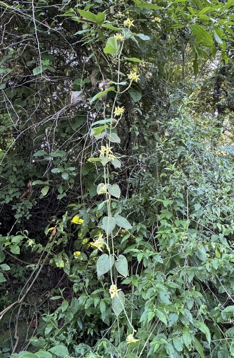 Philibertia woodii