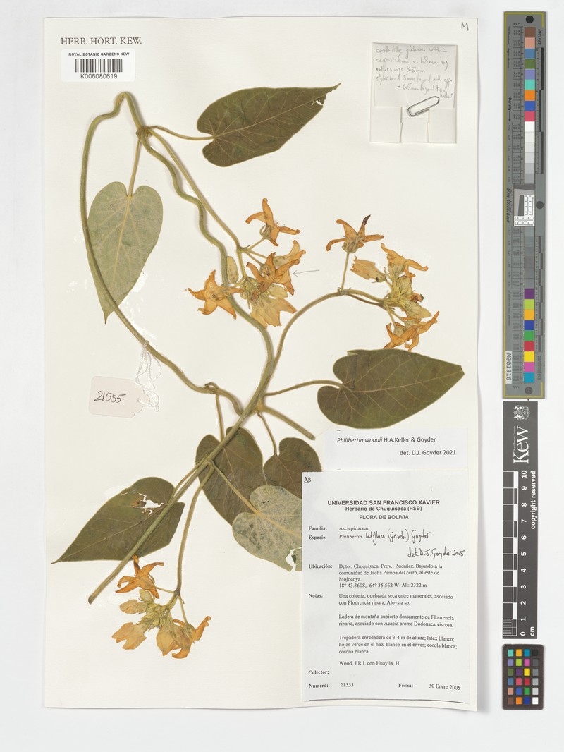 Philibertia woodii photo 2