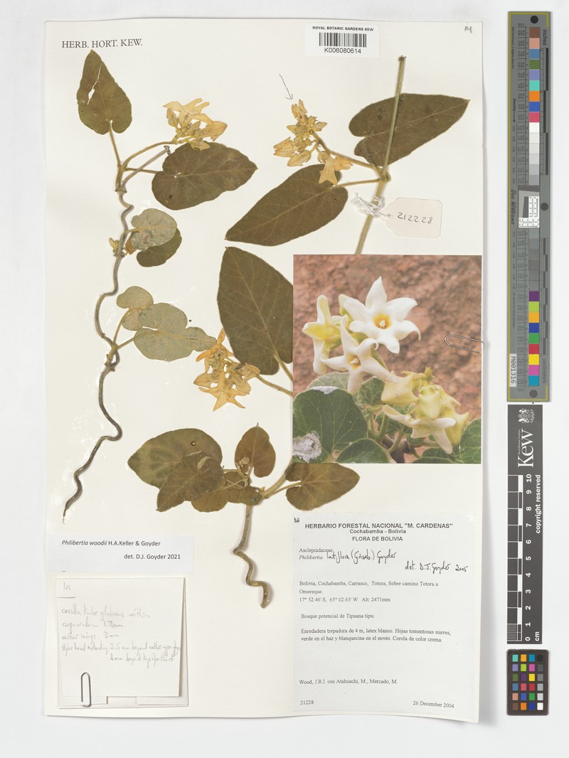 Philibertia woodii photo 3