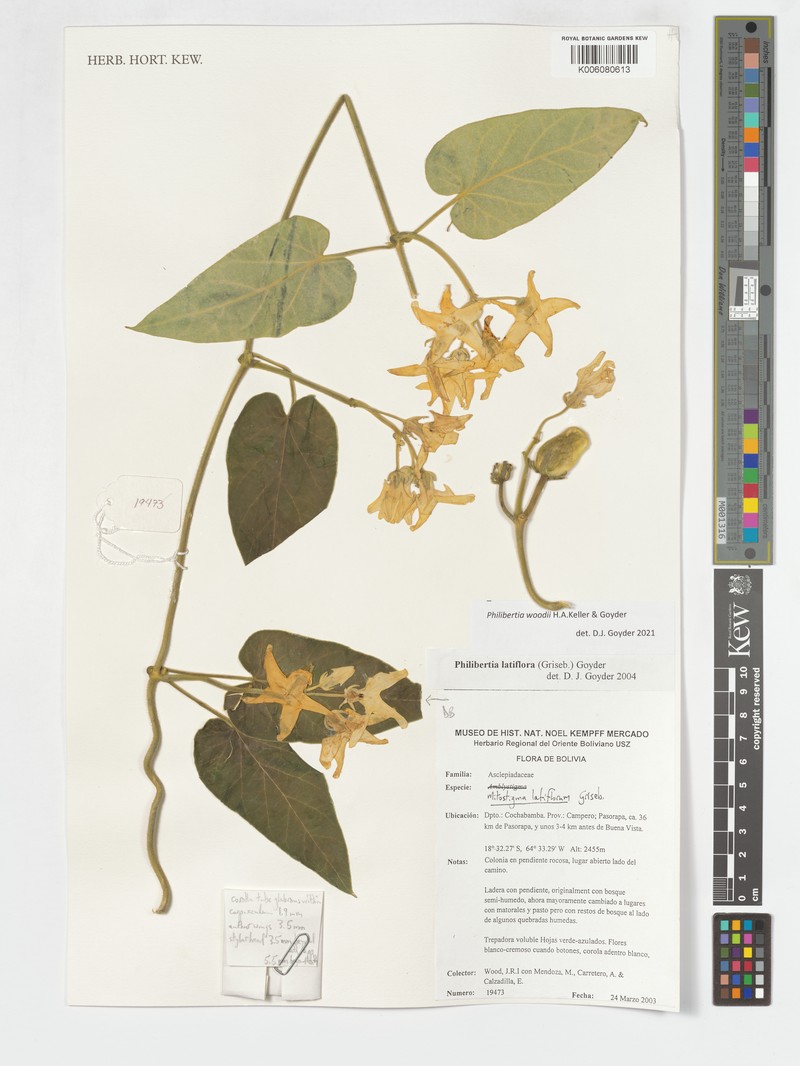 Philibertia woodii photo 4