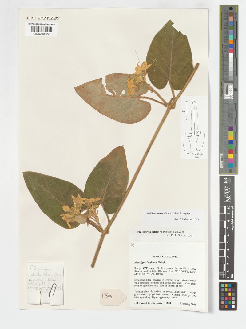 Philibertia woodii photo 5
