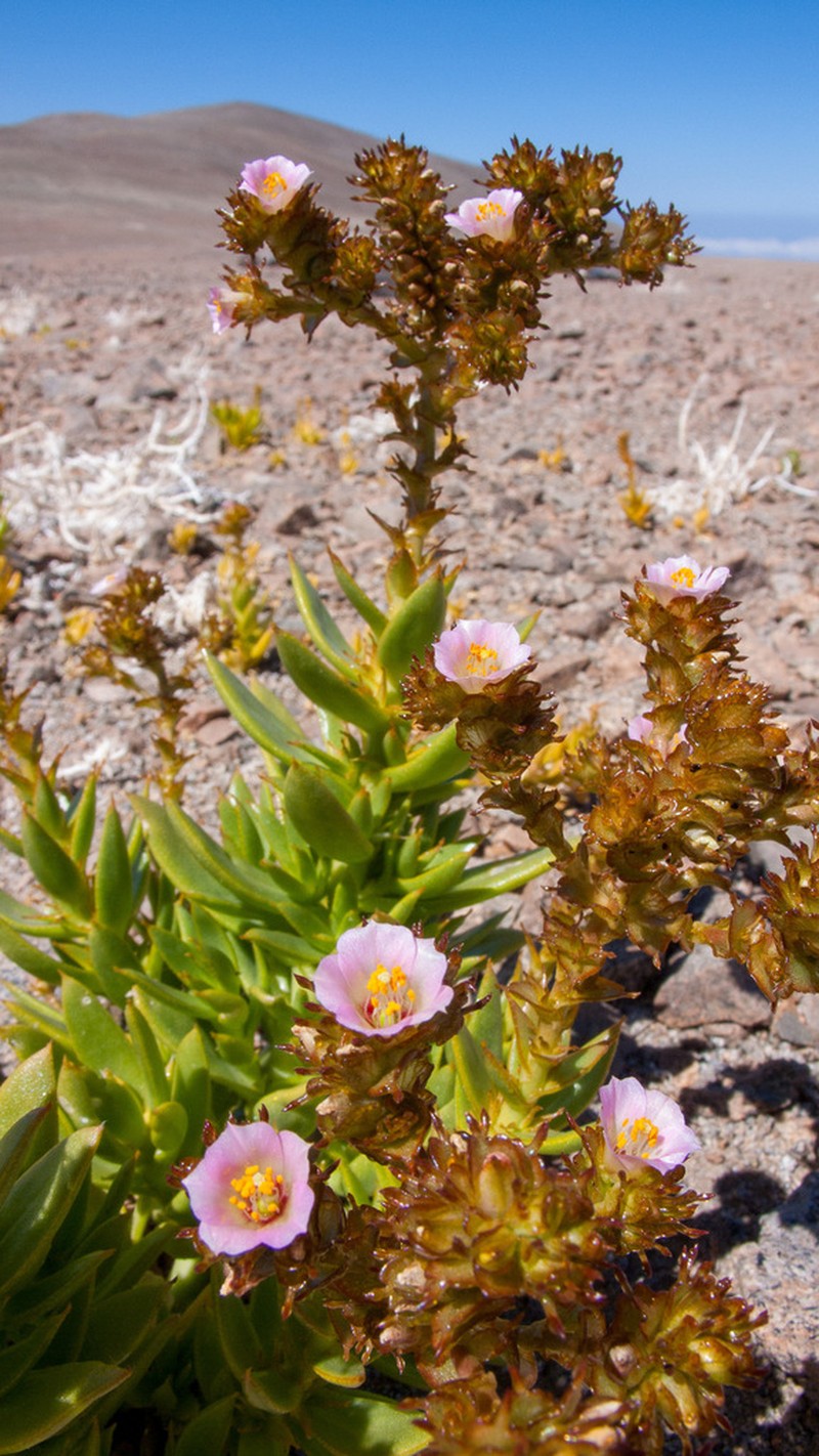 Philippiamra arancioana