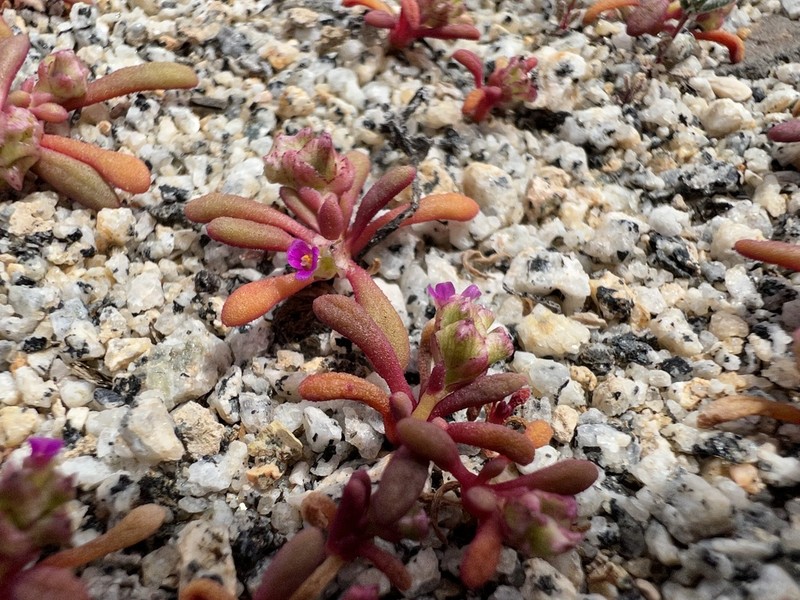Philippiamra calycina
