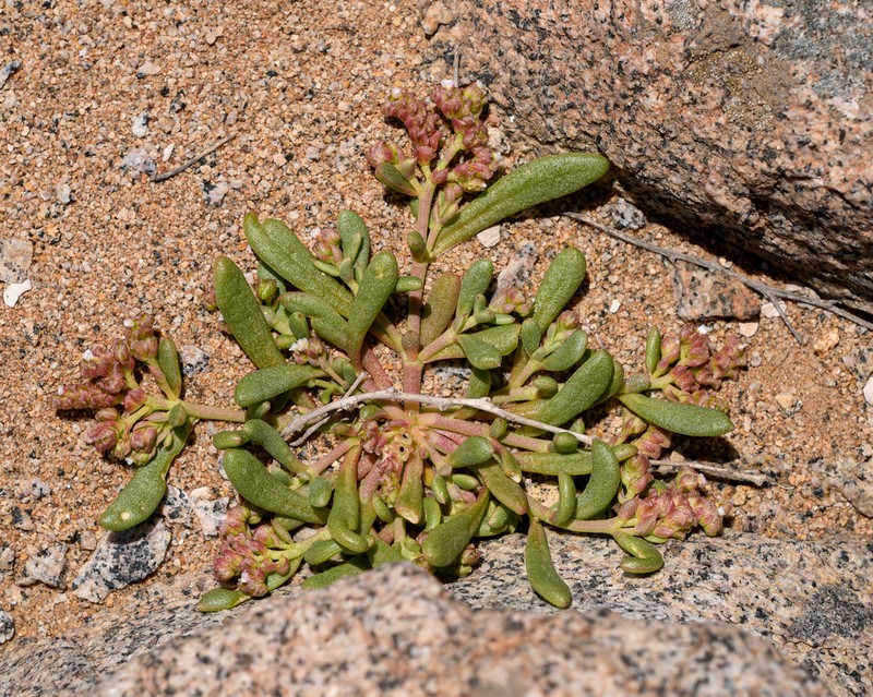 Philippiamra calycina photo 2