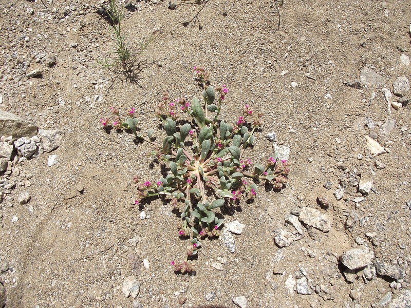 Philippiamra calycina photo 3