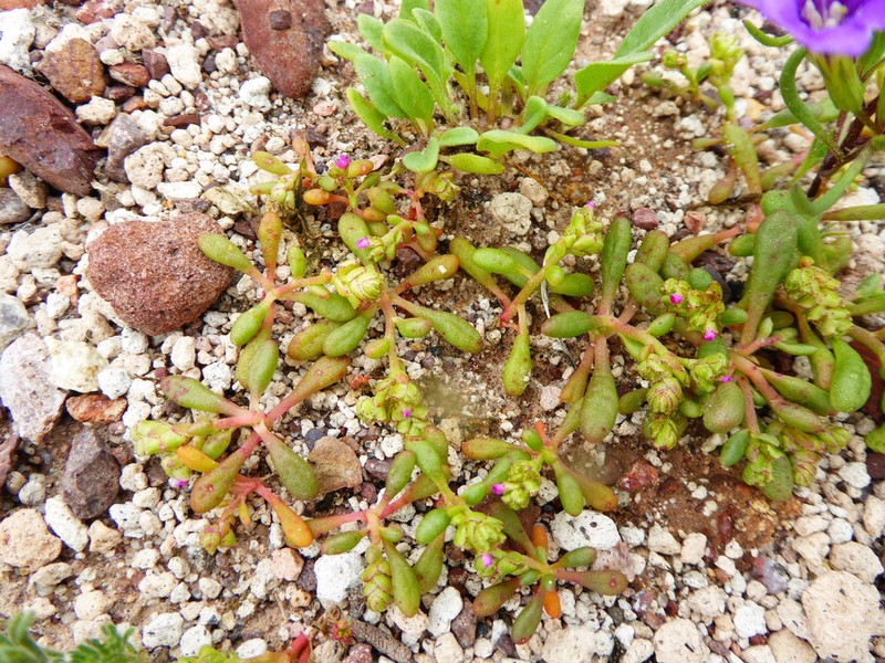 Philippiamra calycina photo 4
