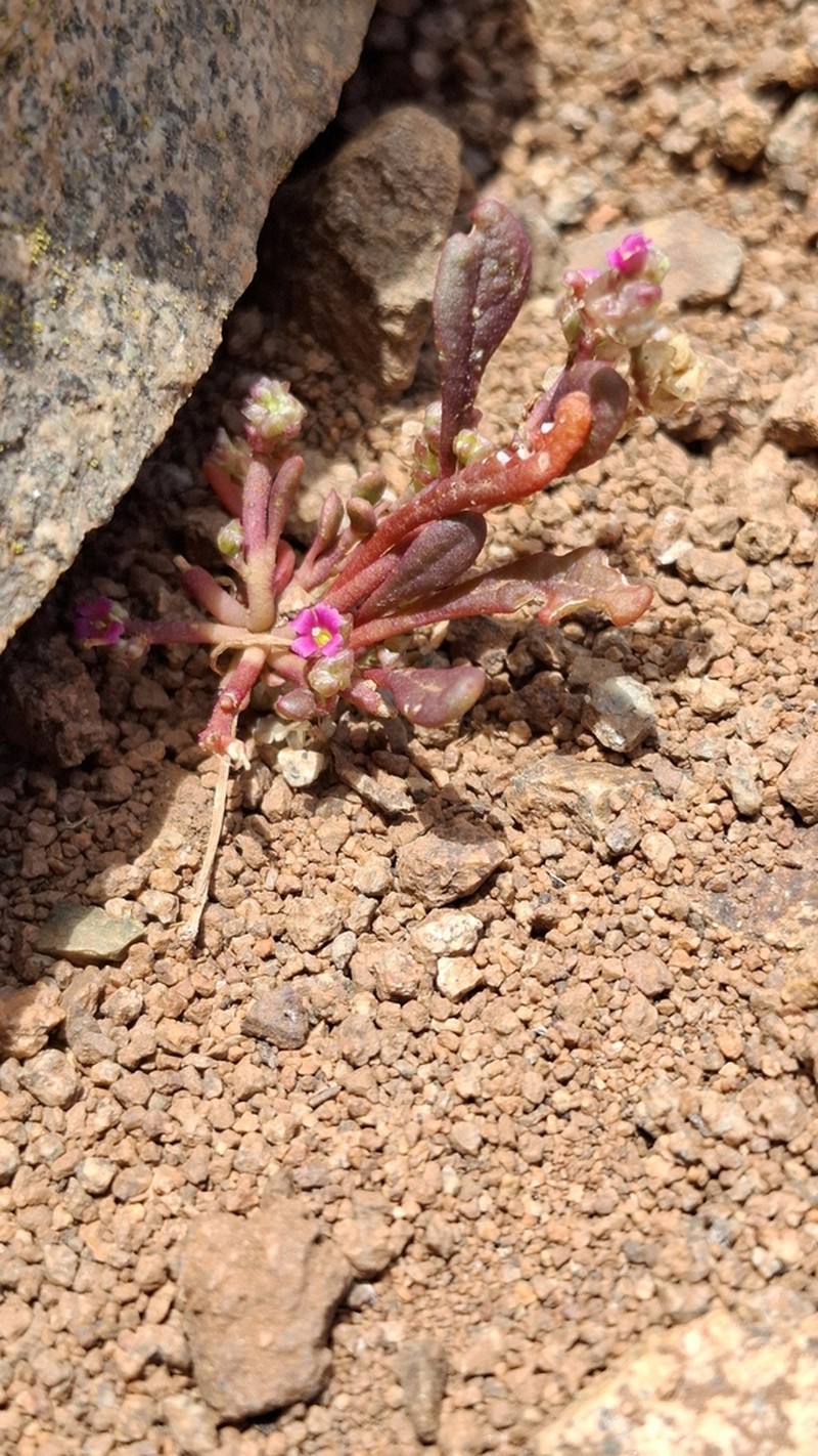 Philippiamra calycina photo 8