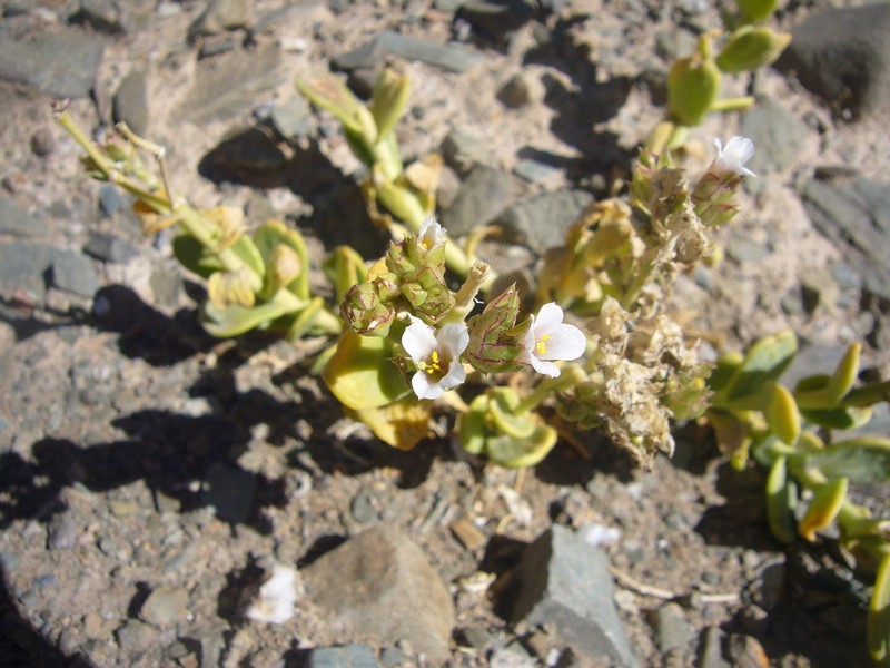 Philippiamra densiflora