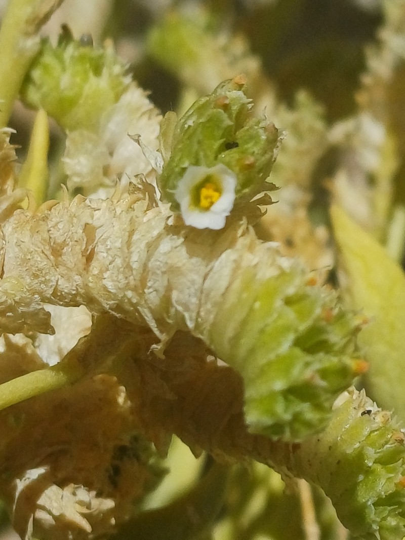 Philippiamra densiflora photo 2