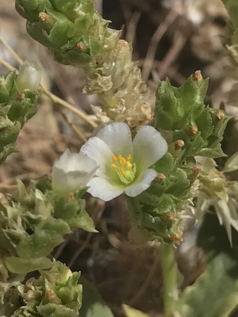 Philippiamra densiflora photo 3