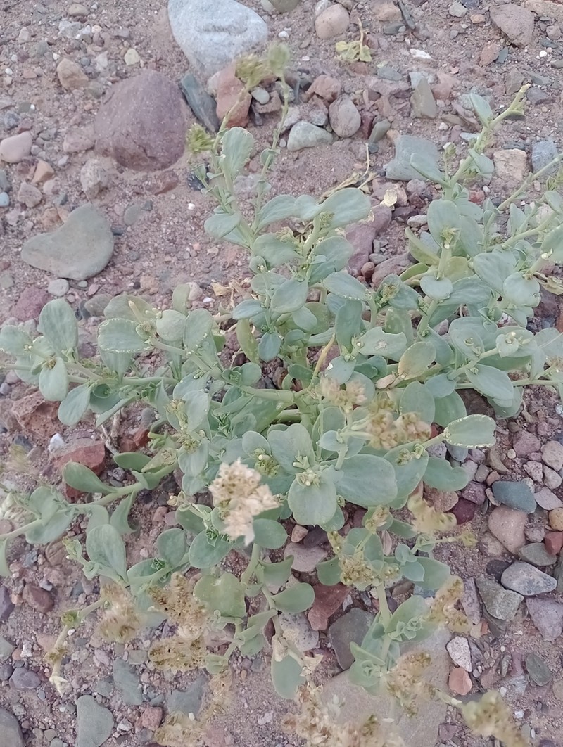 Philippiamra densiflora photo 4