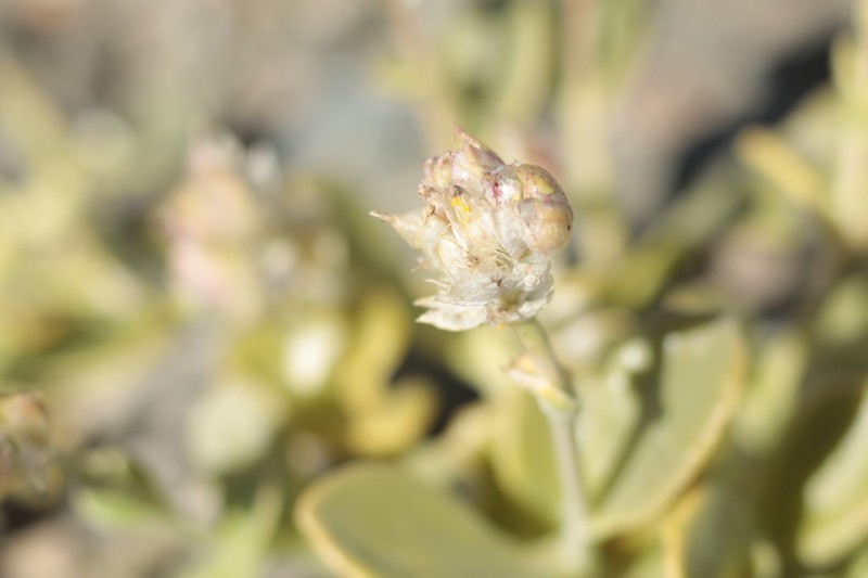 Philippiamra densiflora photo 6