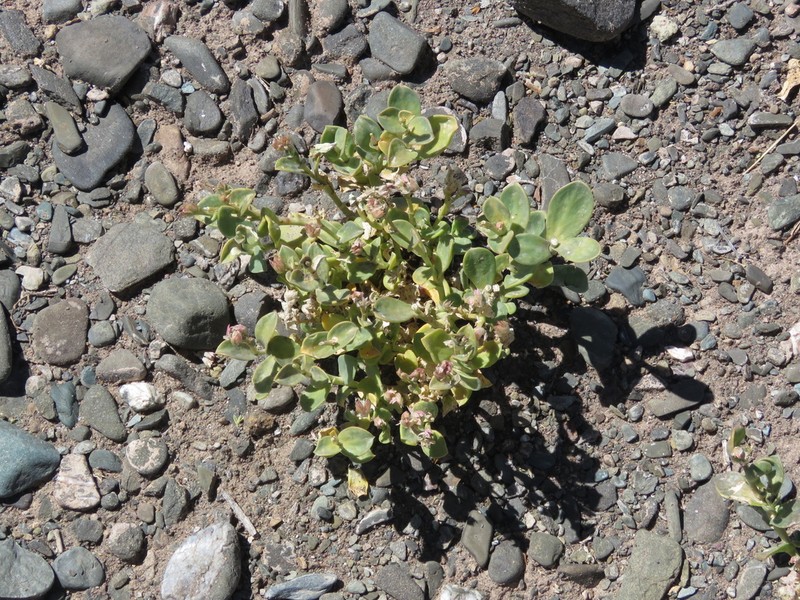 Philippiamra densiflora photo 8