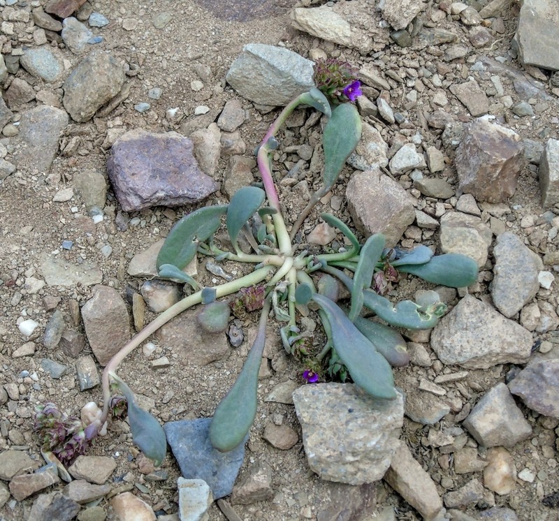 Philippiamra minuscula