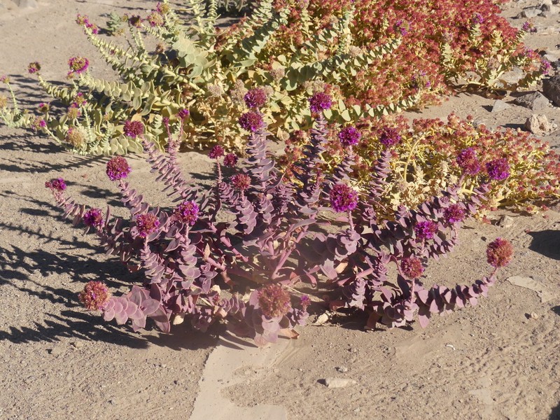 Philippiamra salsoloides photo 2