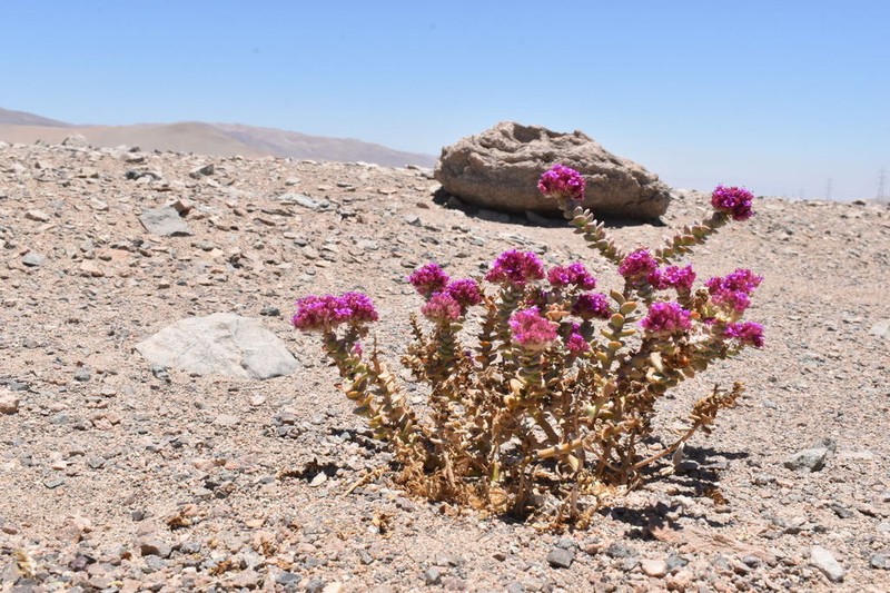 Philippiamra salsoloides photo 3