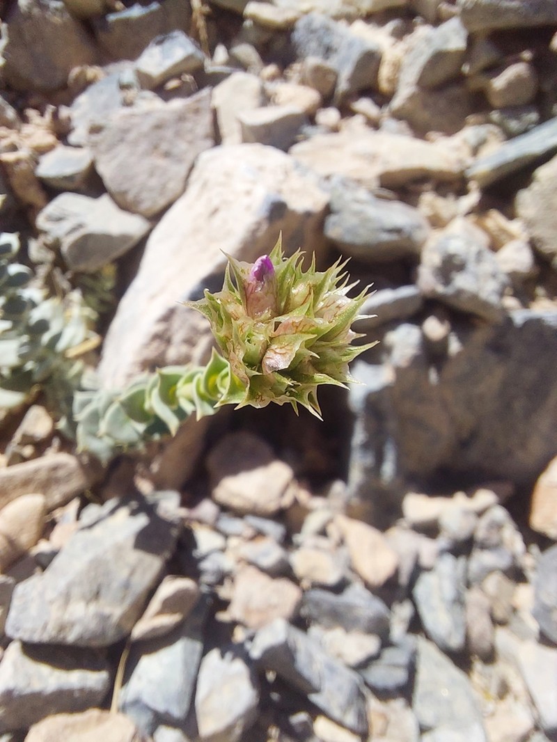 Philippiamra salsoloides photo 4